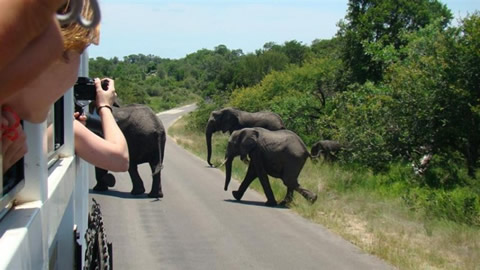 Tourists elephants , national park, crossing in uganda