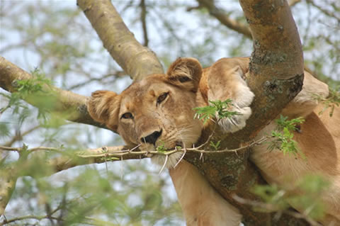 tree climbing lion in uganda